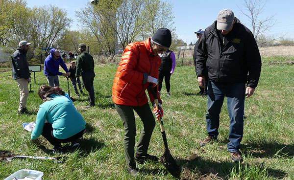 Un groupe d'individus creusant et plantant des arbres